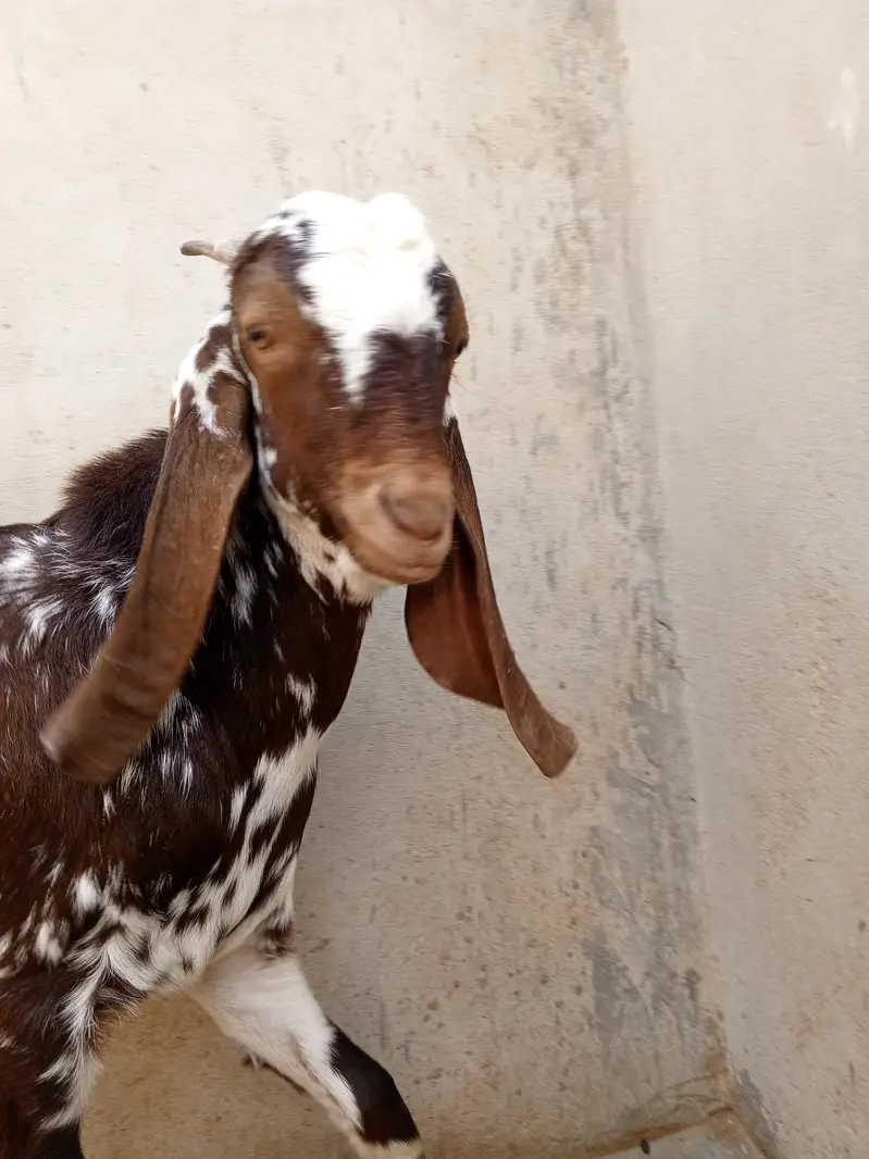 makkha cheena Bakra, bakra Goats,  4 Sale Reasonable price — photo 3