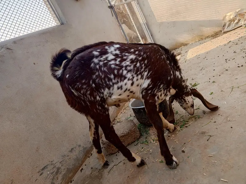 makkha cheena Bakra, bakra Goats,  4 Sale Reasonable price — photo 4