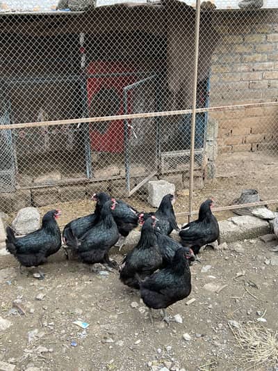 Lomhan black hen