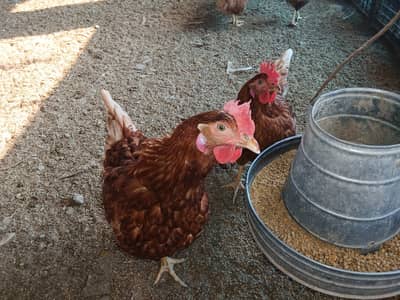 Lohmann | Lohmann Hen | Lohmann F1 | Mugiyan | مرغیاں | Egg Laying hen
