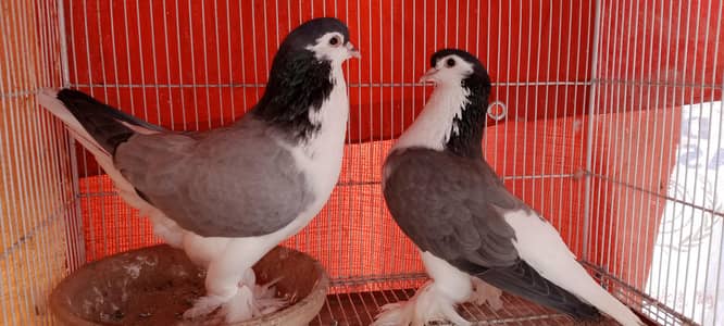 German Lahori Sherazi and Chitte Lalband Roshan Bhabray