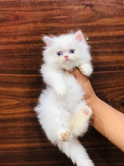 Persian triple coated punch face kitten available for sale