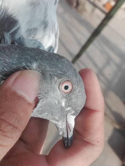 Quality birds for sale  in reasonable pries 4000