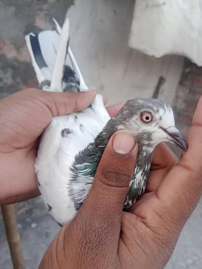 whatsapp 03257753580