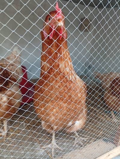 Lohmann Brown Hens