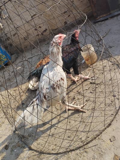 Aseel murga . . contact number 03335359552