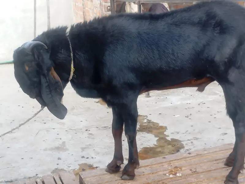 Nagra breeder Bakra — photo 2