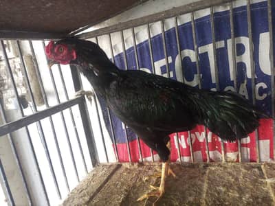 03088100155 WhatsApp