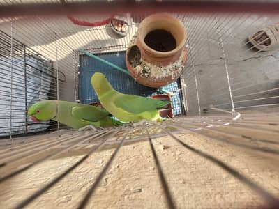 Adult pair of green parrot