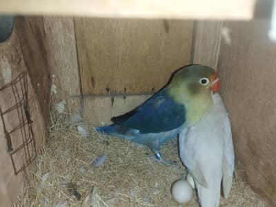 All lovebirds breader pair available