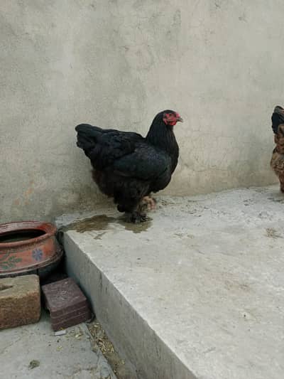 ayam cemani and brahma