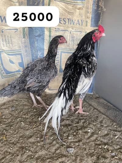 ASEELS for sale high quality