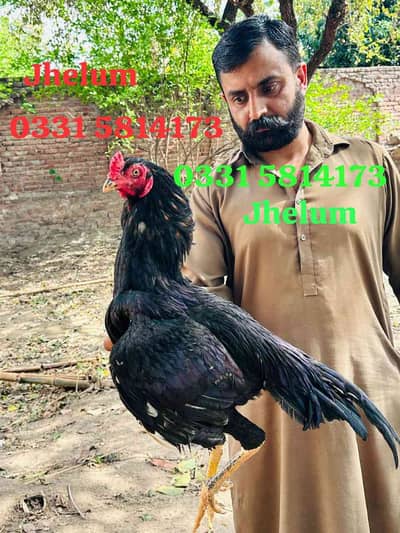 Ch Naveed