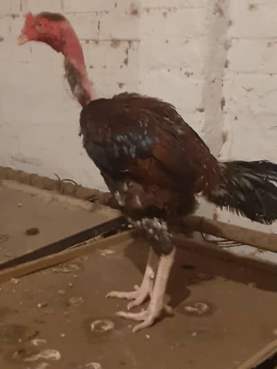 Aseel Turkey/Transylvania Naked Neck Murga