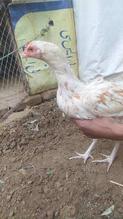 ASEEL MURGI FOR SALE