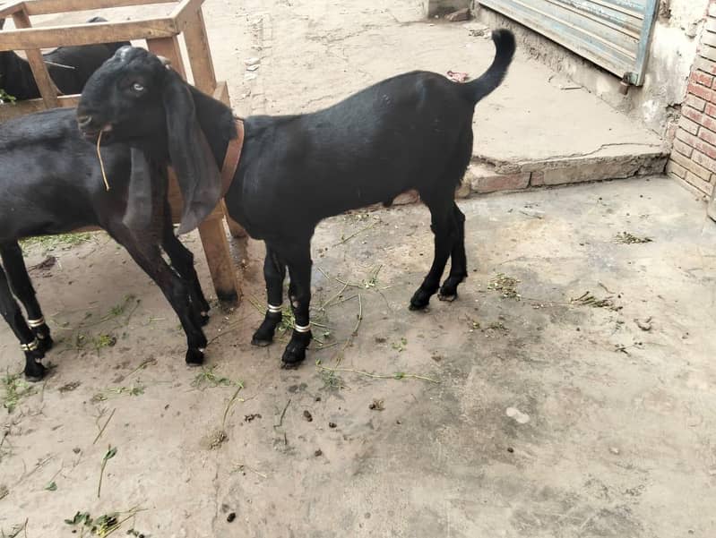 بکری بکرے نسلی شوق والی چیزیں 1