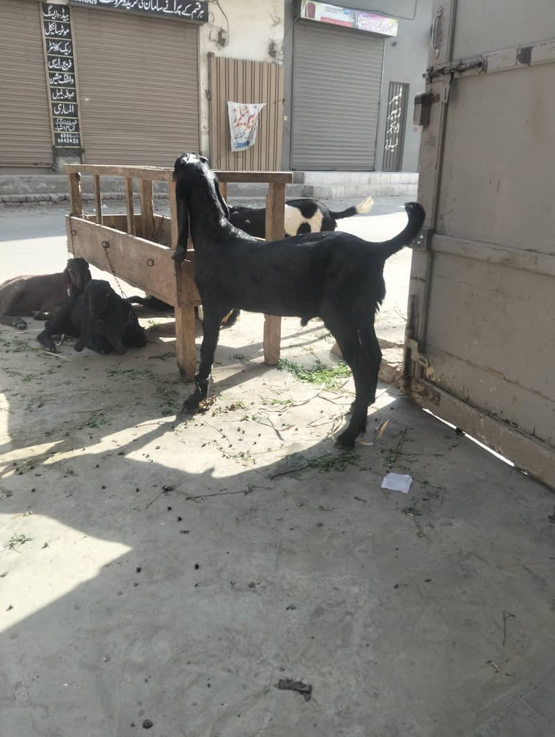 بکری بکرے نسلی شوق والی چیزیں 2