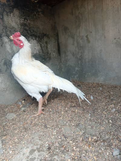 confirm breeder male