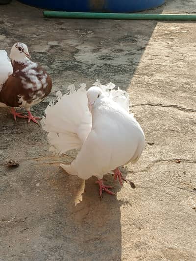 white lakka  breeder male  for sale