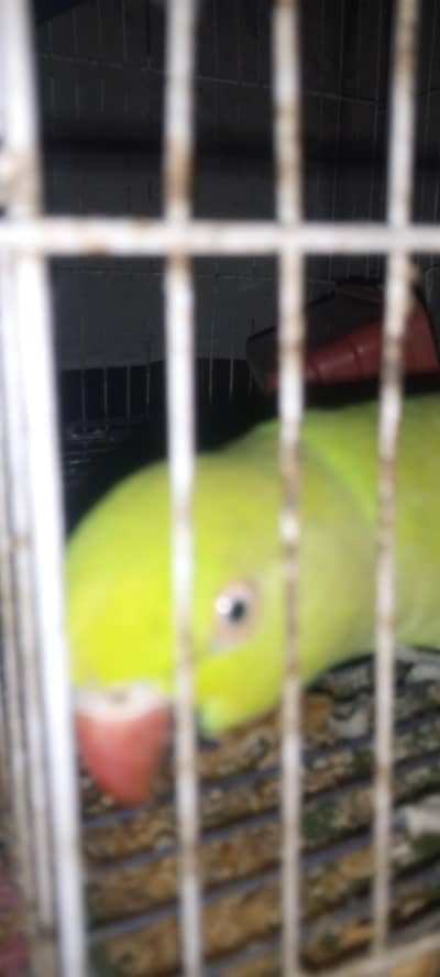 fully hand tame and  friendly female ringneak  fully hand tame