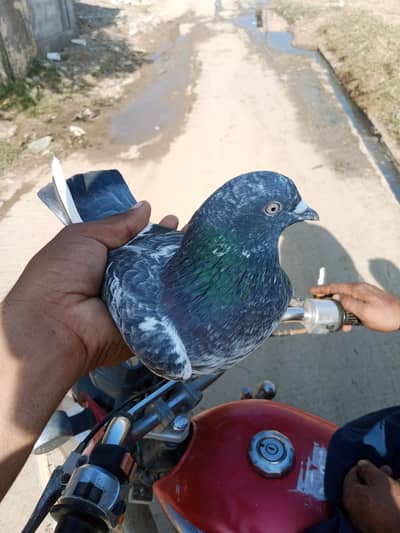 jora sale karna ha both acha ha serf lana wala rabta kra 03125987358