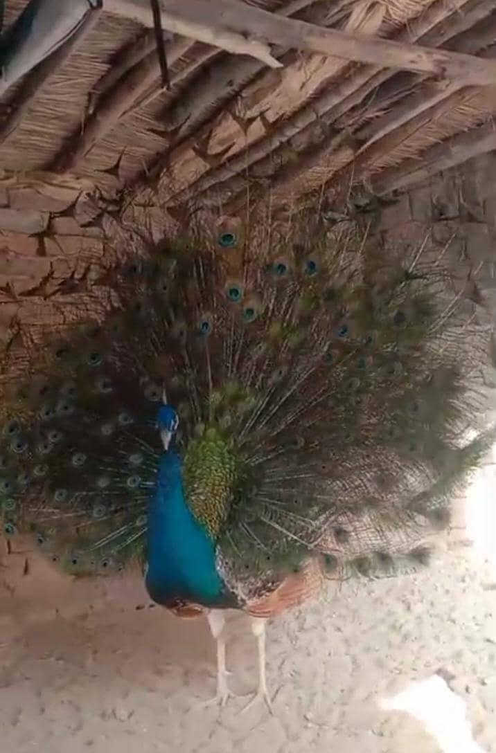 peacock pair 0