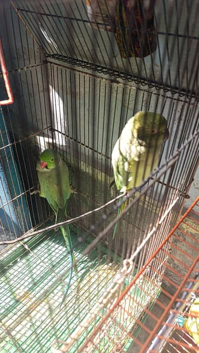 green ringneck parrots breeding pairs for sale