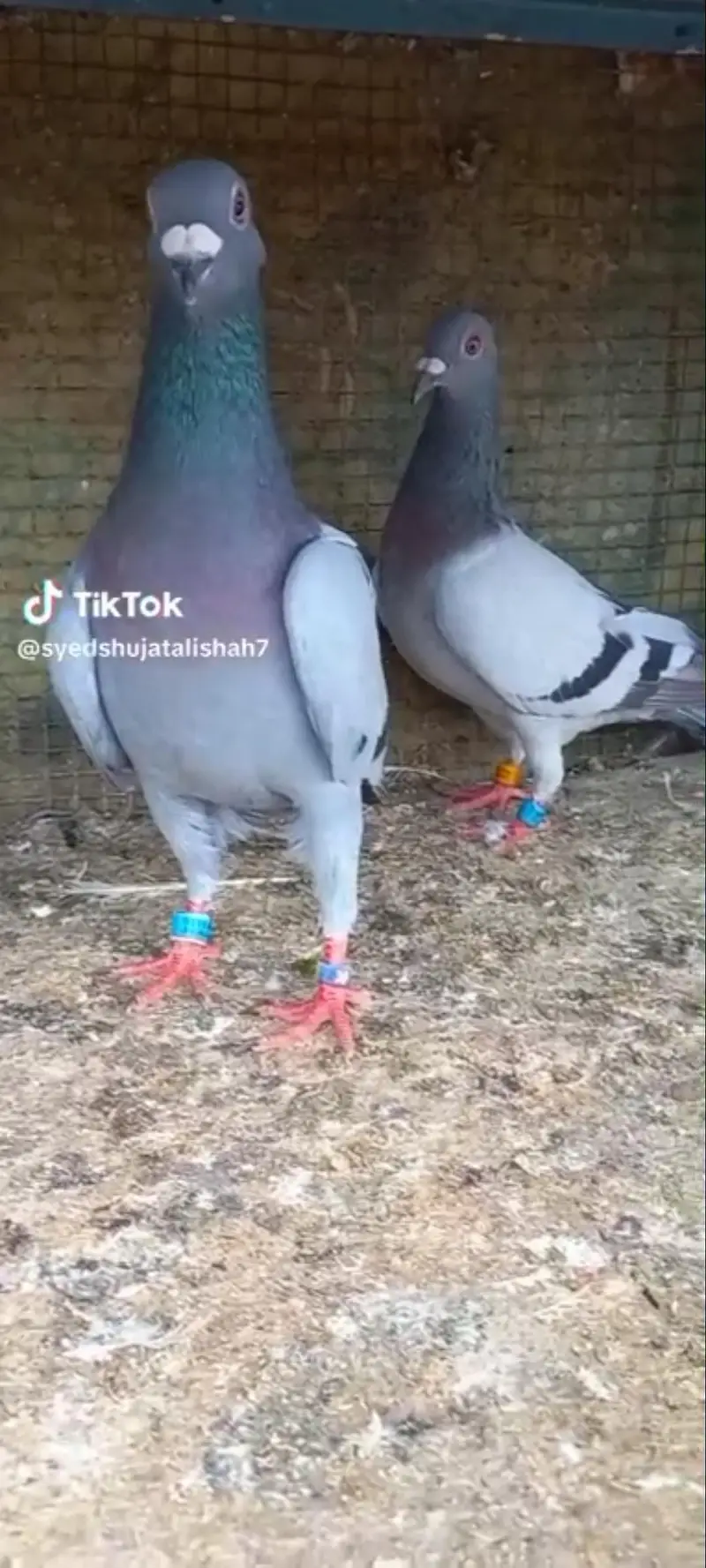pigeon rangin pairs Available breeder