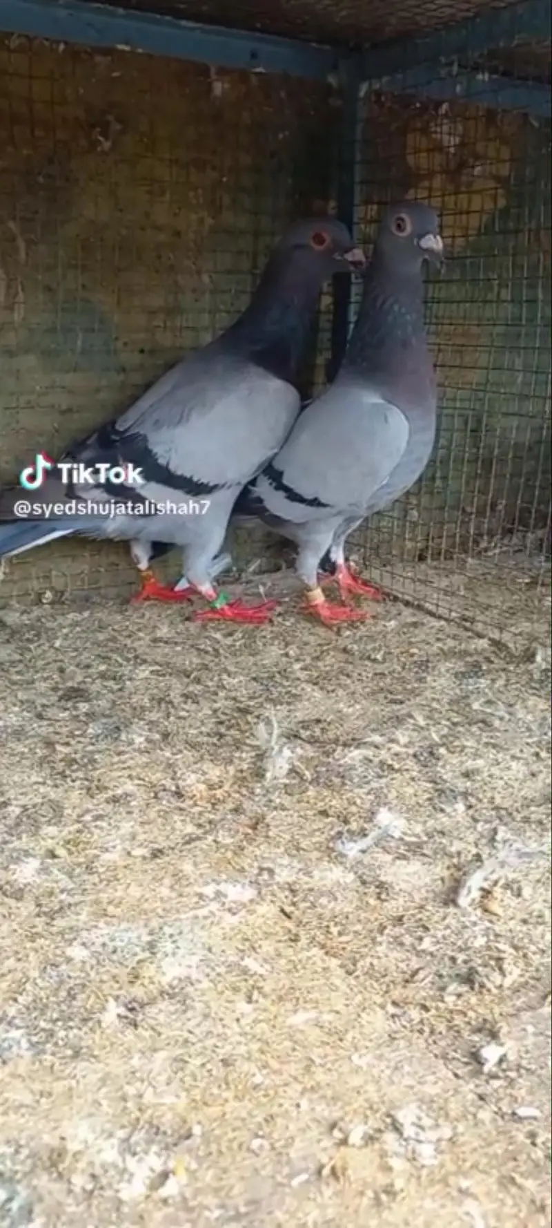 pigeon rangin pairs Available breeder — photo 2