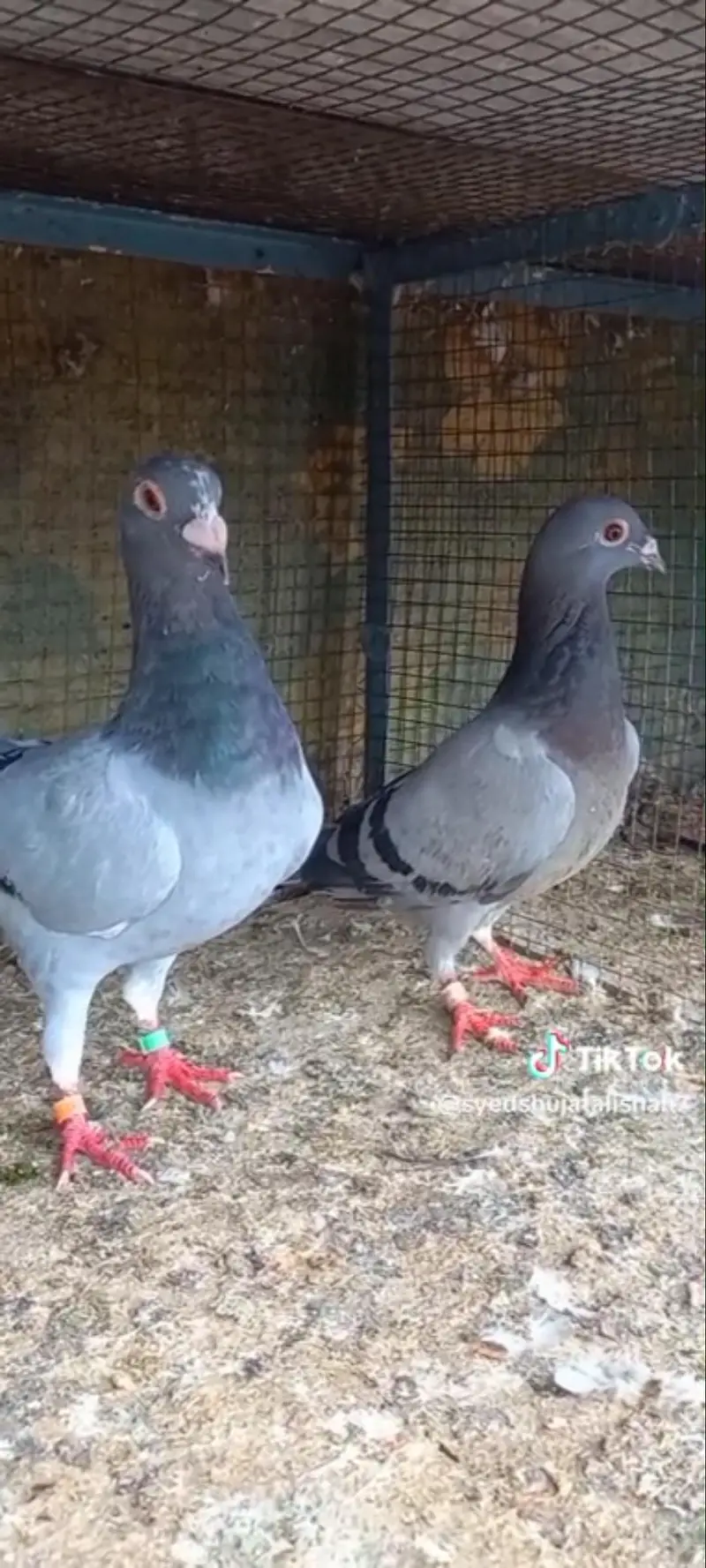 pigeon rangin pairs Available breeder — photo 3