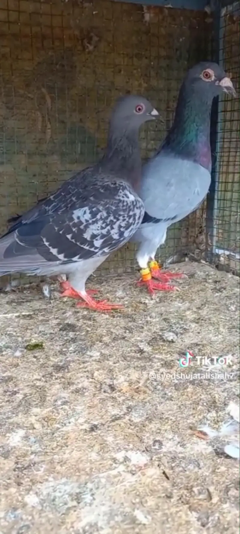 pigeon rangin pairs Available breeder — photo 4