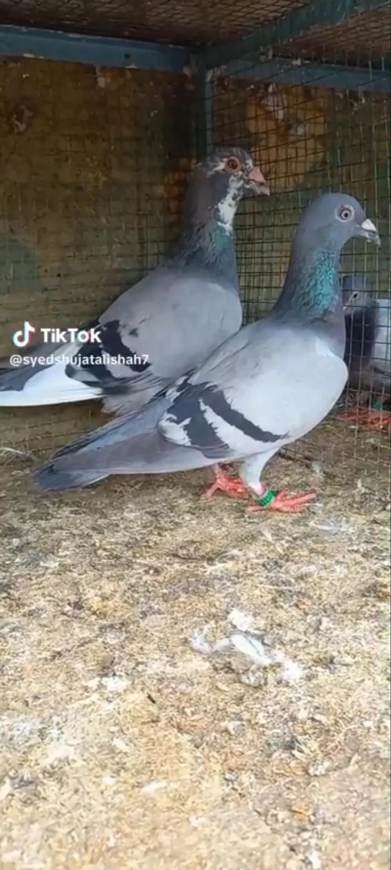 pigeon rangin pairs Available breeder — photo 5