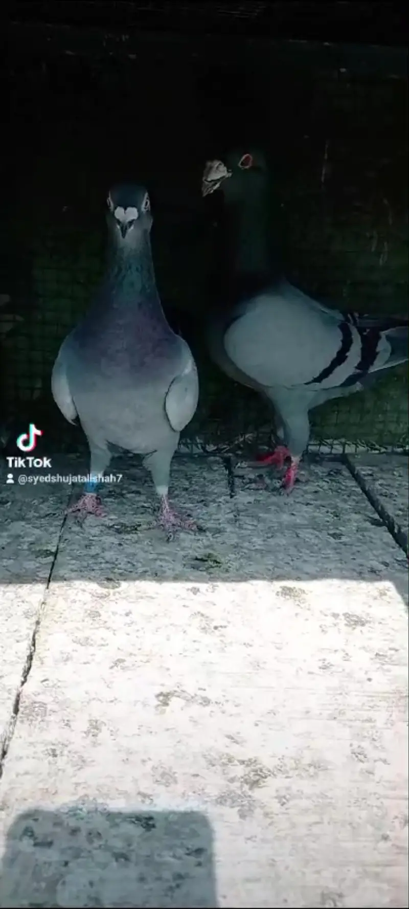 pigeon rangin pairs Available breeder — photo 6