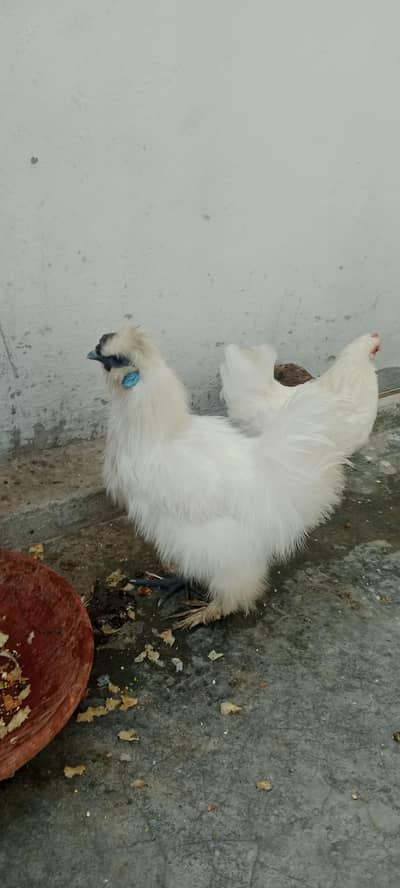 silkie male 1 reh gya hai jisne lena whi rabta kare 03206347992