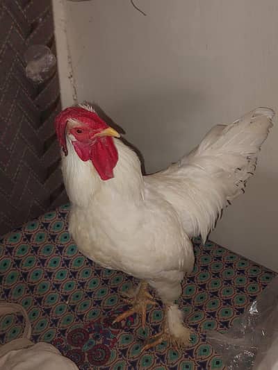 White Murga bentum or aseel ka cross 