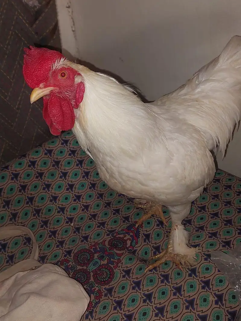 White Murga bentum or aseel ka cross  — photo 2