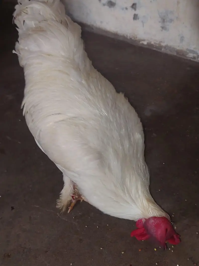 White Murga bentum or aseel ka cross  — photo 4