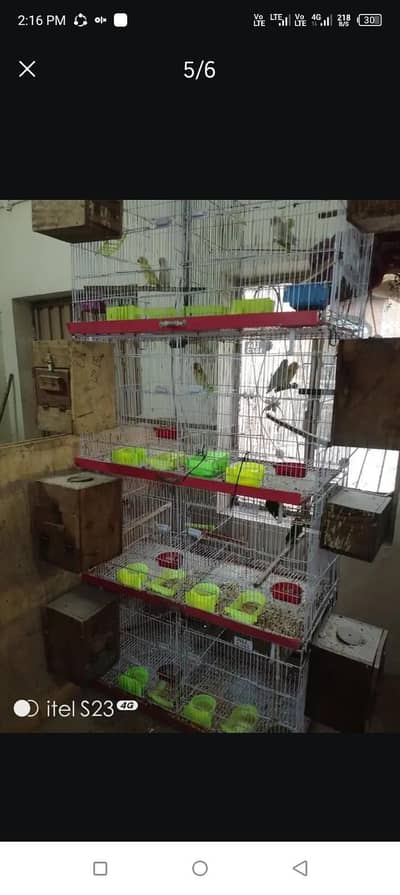 goldioan male austlian pairs dove paid bule nd red bangles love birds