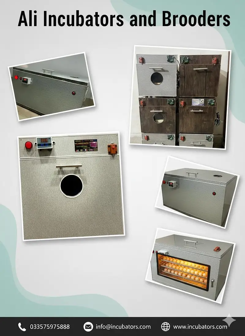ALI INCUBATORS & BROODERS — photo 4