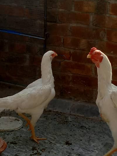 king size o shamo pair /high quality/white shamo/pure aseel shamo