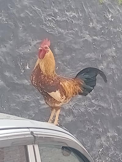 Desi Hens Pair available