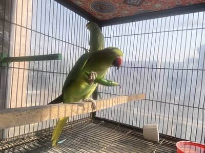 Parrot pair for sale Breeder 100%