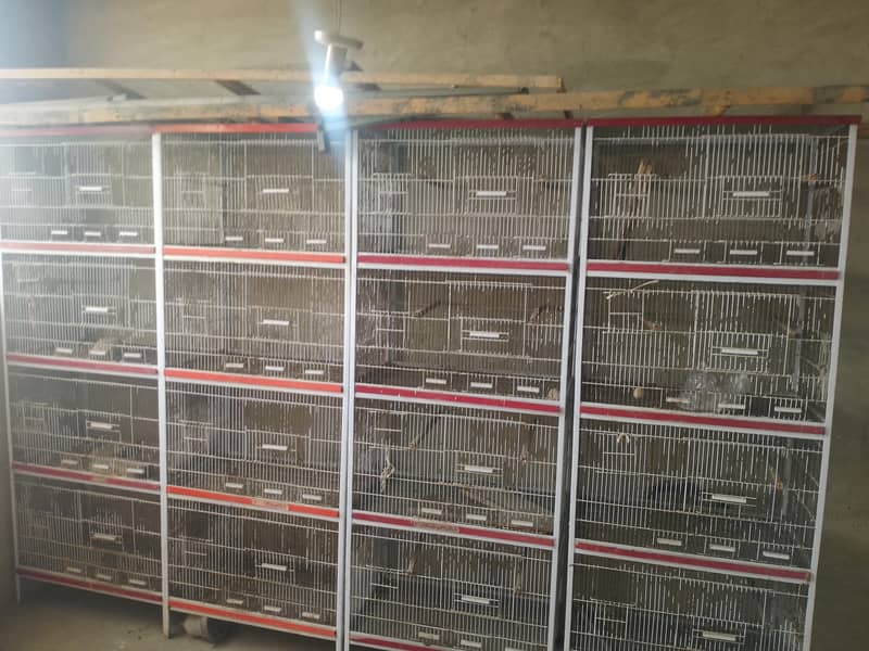 چار خانوں والا کیج 5