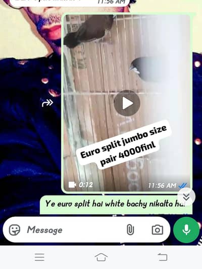 red eye  all finch available 033 five 28 55 080