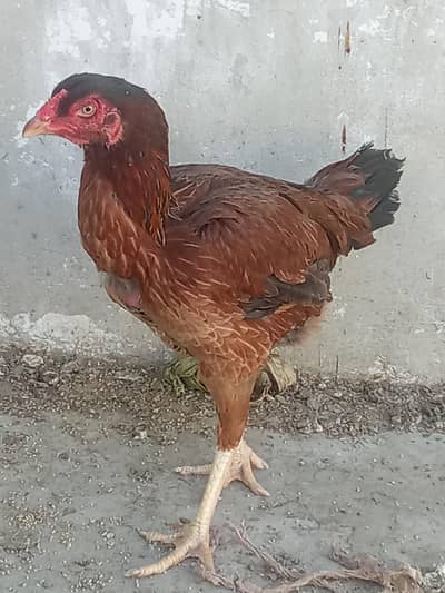 mianwali Aseel murghi hen