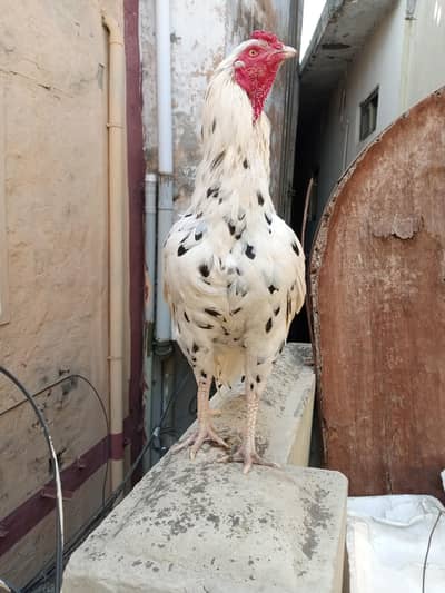 0.3. 2.9. 5.1. 9.6. 2.6. 6