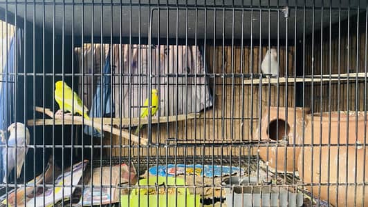 Iron Birds Cage with birds 4 portion For sale