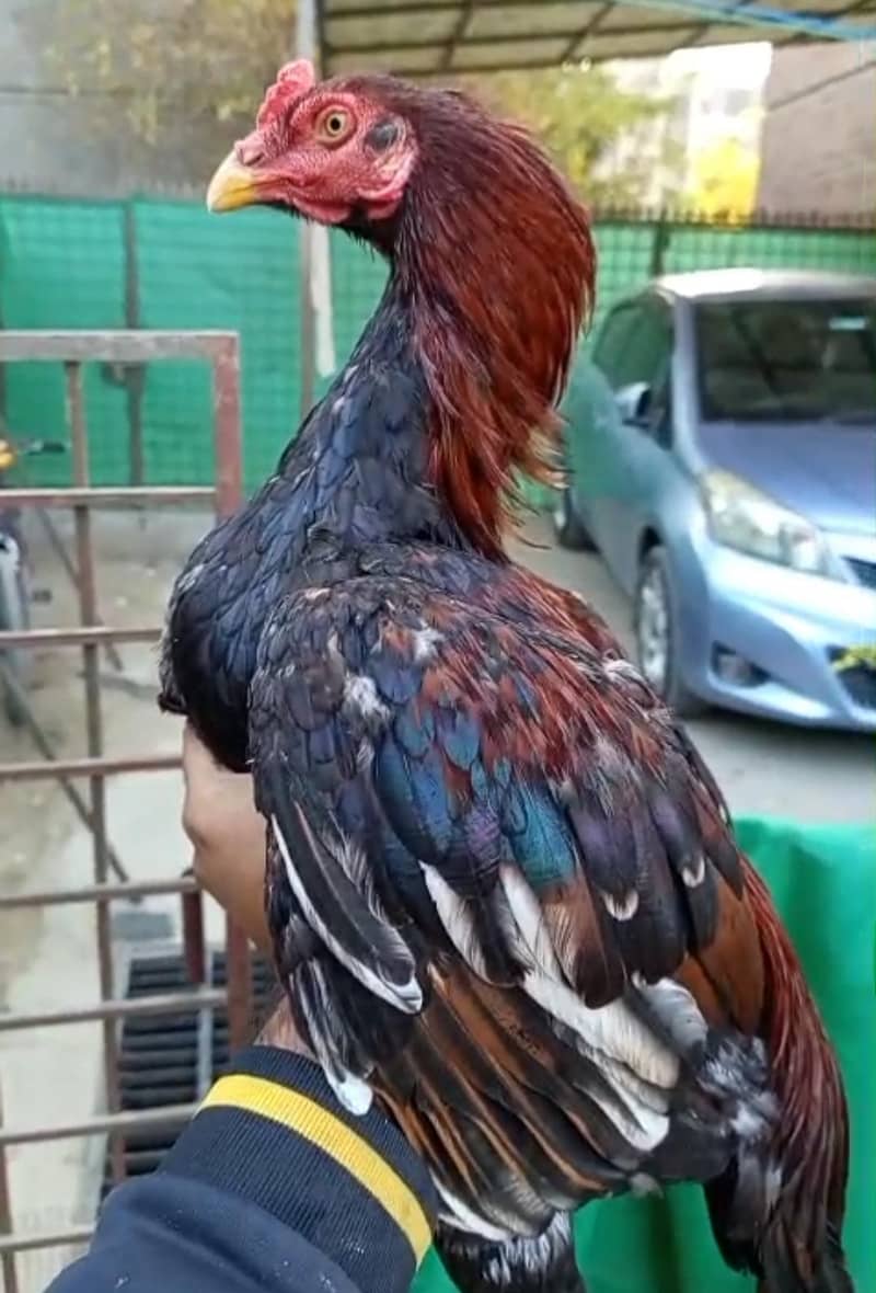 high quality aseel patha - Hens - 1109095061