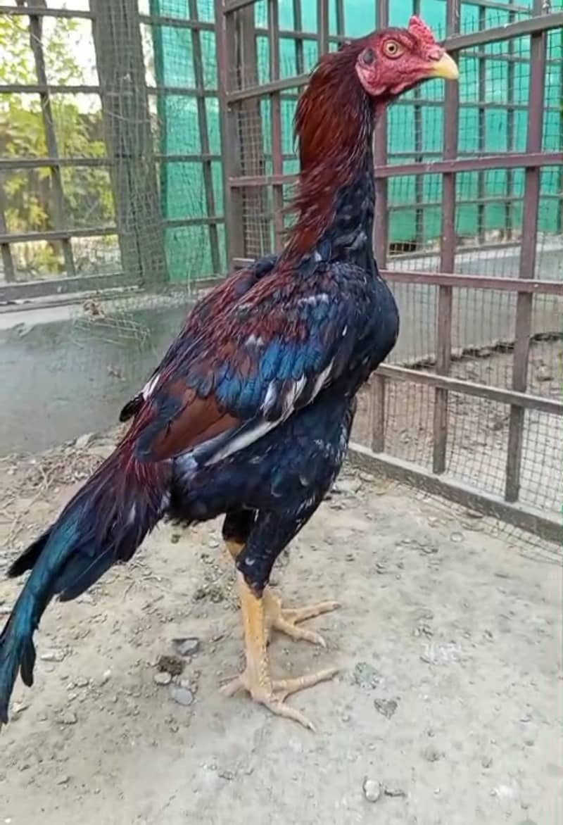 high quality aseel patha - Hens - 1109095061
