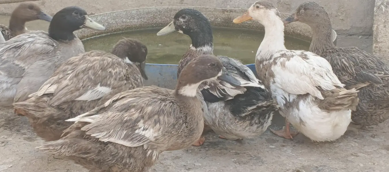 Ducks